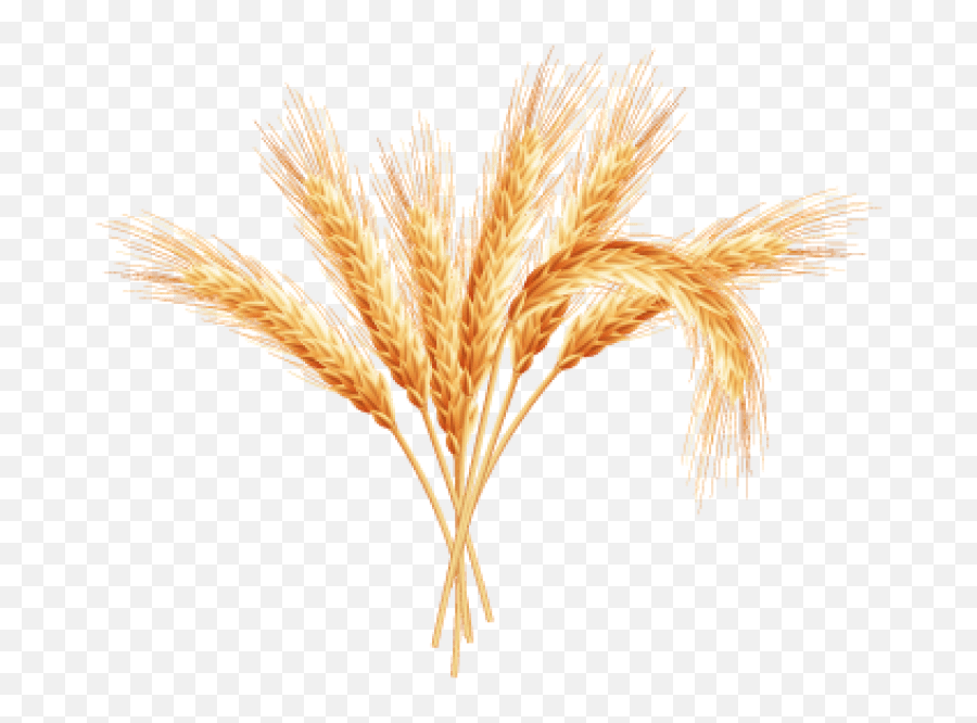 Transparent Background Wheat - Spic De Grau Png,Wheat Transparent Background