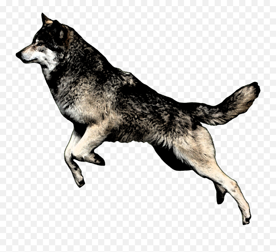 Jumping Wolf Png Transparent Image - Transparent Wolf Jumping,Wolf Png