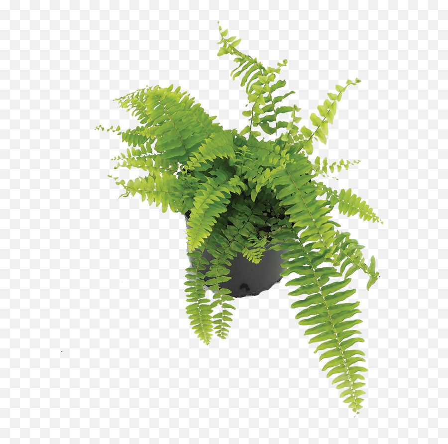 Download Boston Fern - Fern Png Image With No Background Fern,Fern Png