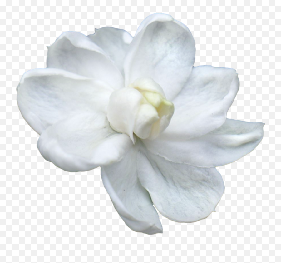Jasmine Flower Png Picture - White Flower For God,Jasmine Png