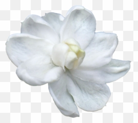 Jasmine Flower Png Picture - White Flower For God,Jasmine Png