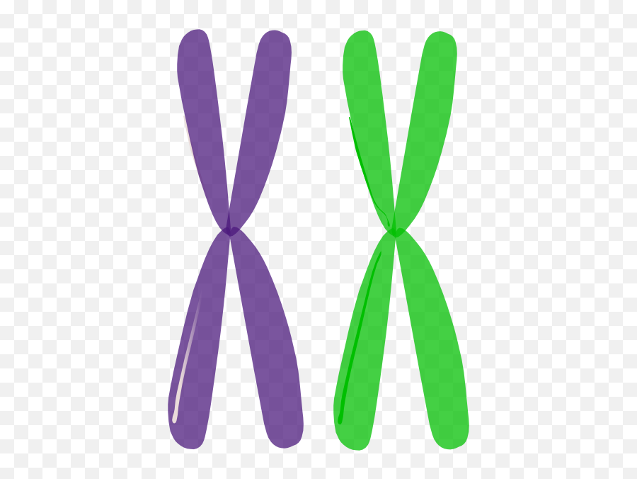 Chromosome Png 1 Image - Chromosomes Png,Chromosome Png