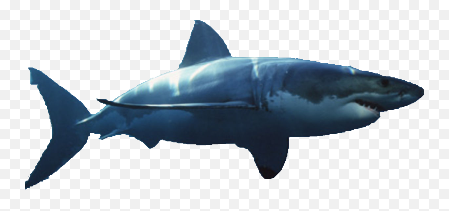 Great White Shark Image Hammerhead - Great White Shark Transparent Background Png,Shark Fin Png