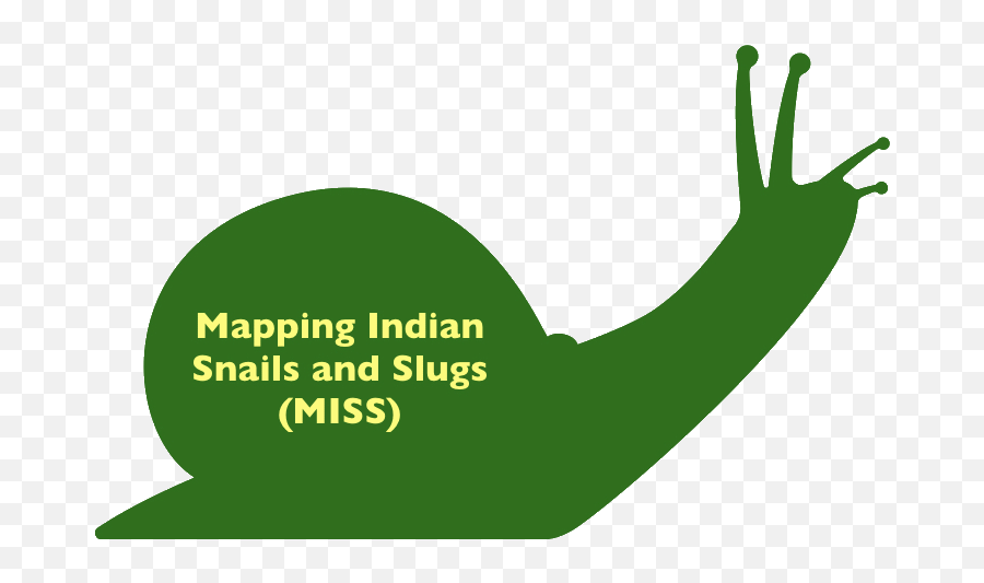 Mapping Indian Snails And Slugs Usergroup India - Supermercado Barbosa Png,Snail Transparent