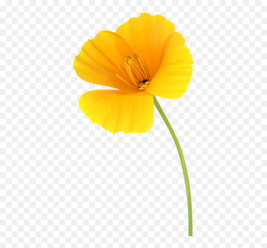 California Interim Government 1846u20131850 - Wikipedia Transparent California Poppy Png,California Flag Png