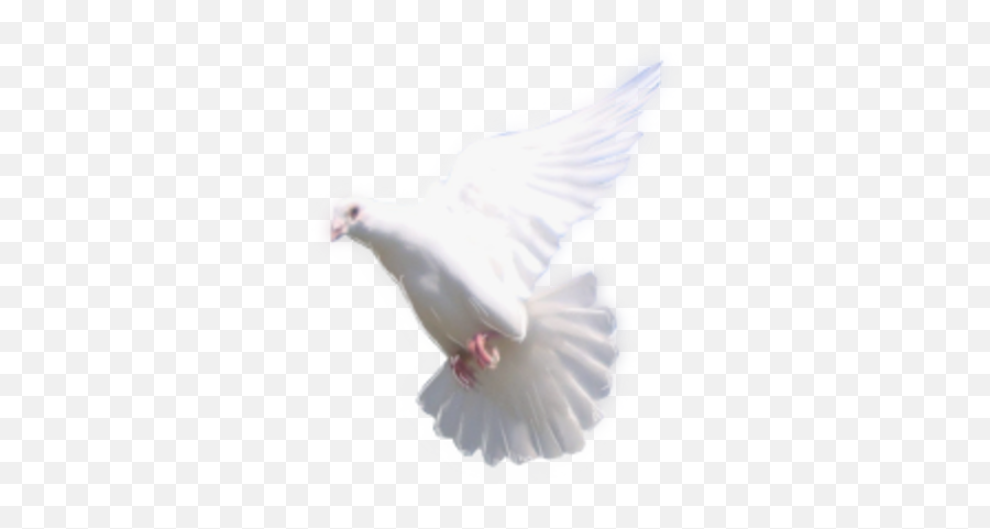 Download Dove Flying Png - Rock Dove Full Size Png Rock Dove,Doves Flying Png