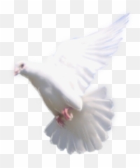 Download Dove Flying Png - Rock Full Size PNG