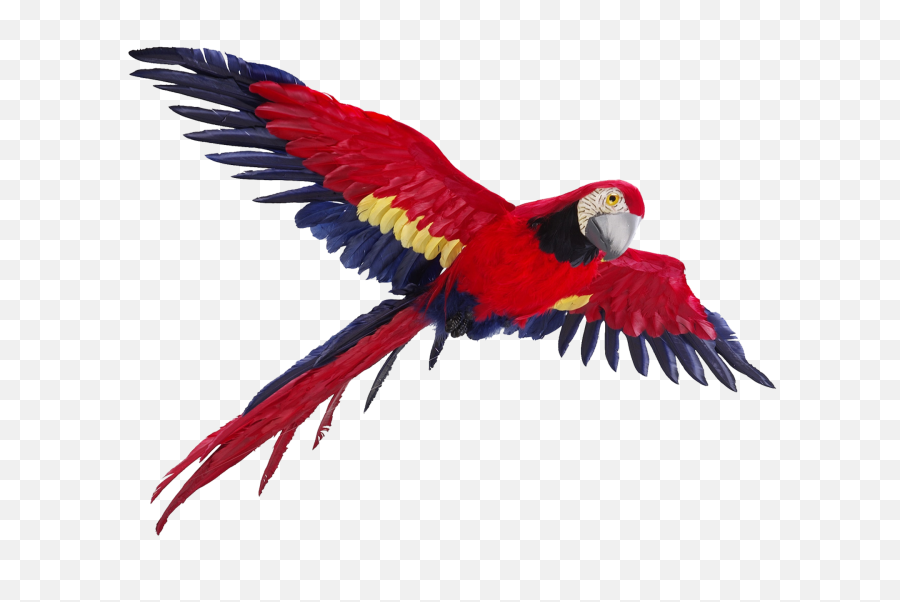 Flying Parrot Png Photos - Large Parrot Flying Png,Parrot Transparent