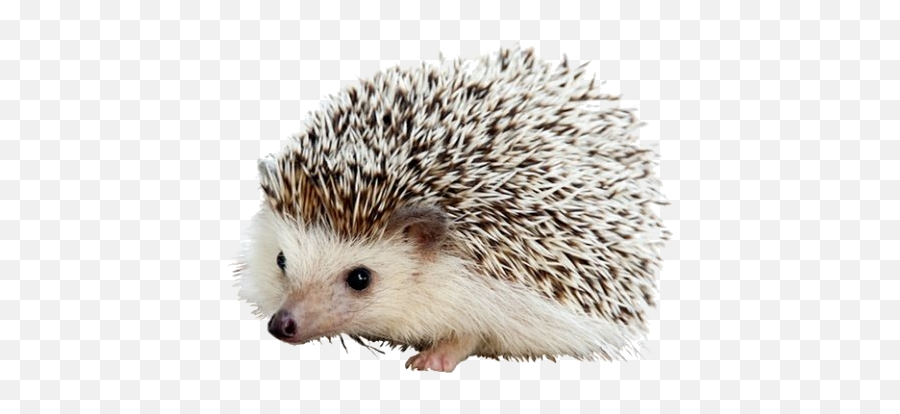 Carl The Hedgehog Png - Iphone Hedgehogs,Porcupine Png
