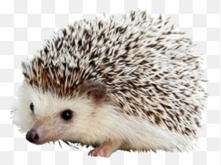 Carl The Hedgehog Png - Iphone Hedgehogs,Porcupine Png