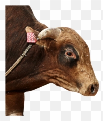 Pbr Bull Hocus Pocus - Working Animal Png,Hocus Pocus Png