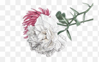 Chrysanthemum Illustration Png U0026 Free - Artificial Flower,Chrysanthemum Png