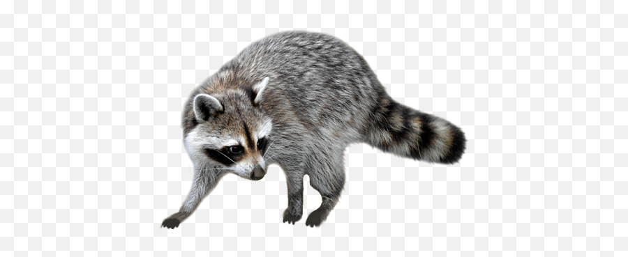 Png Background - Raccoon Png,Raccoon Transparent Background