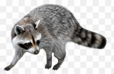 Png Background - Raccoon