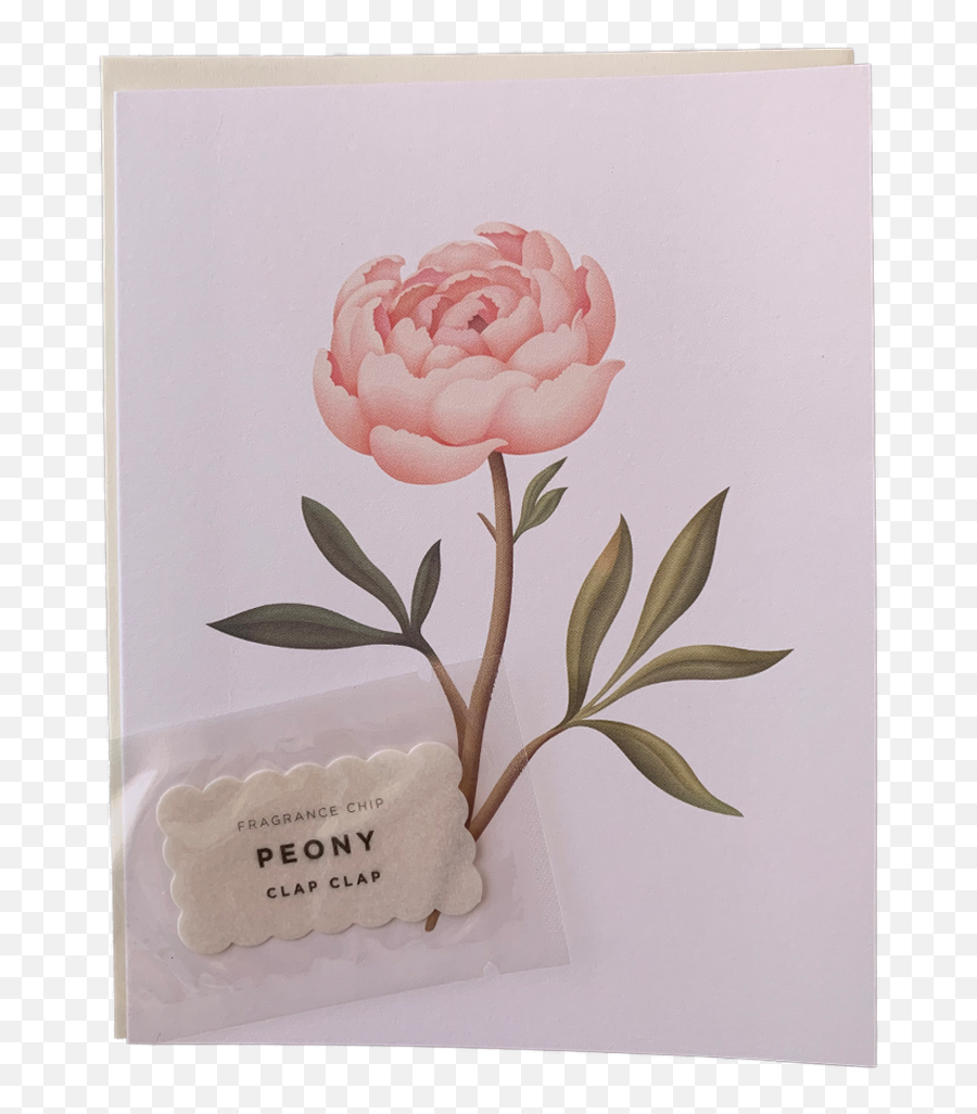 Scented Peony - Picture Frame Png,Peony Transparent