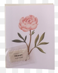 Scented Peony - Picture Frame Png,Peony Transparent