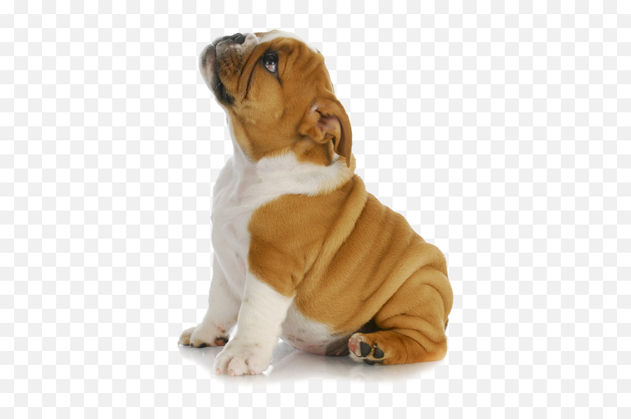 Transparent Puppy Dog - Puppy Png,Cute Dog Png