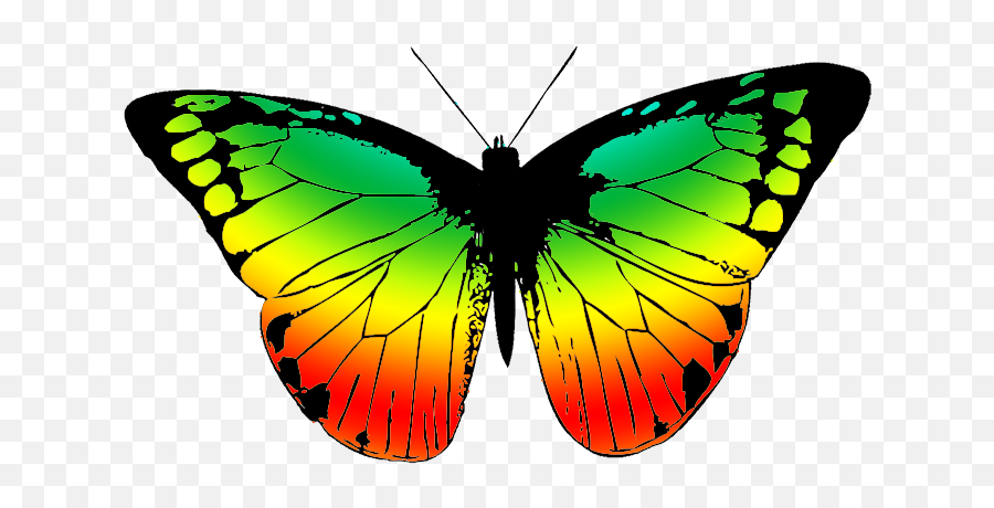 Transparent Background Clipart - Free Copyright Image Butterfly Png,Moth Transparent Background