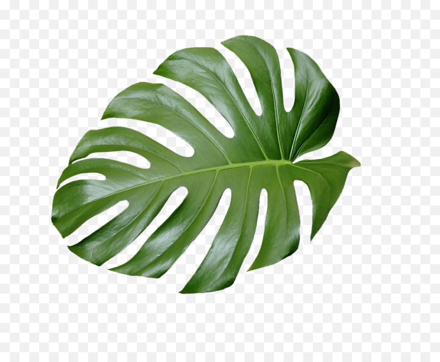 Download Tree No Leaves Png For Free - Tropical Leaves Png Tropical ...