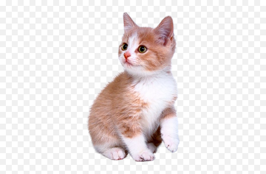Cute Kitten Png Download - Cute Kitten Png,Kitten Transparent Background