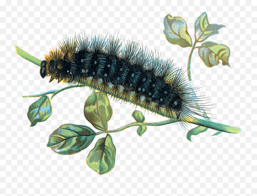 Caterpillar - Real Caterpillar Transparent Background Png,Caterpillar Transparent Background
