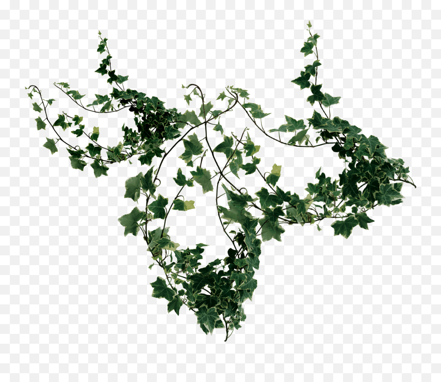 Download Hd Buy Now - American Holly Transparent Png Image American Holly,Holly Png