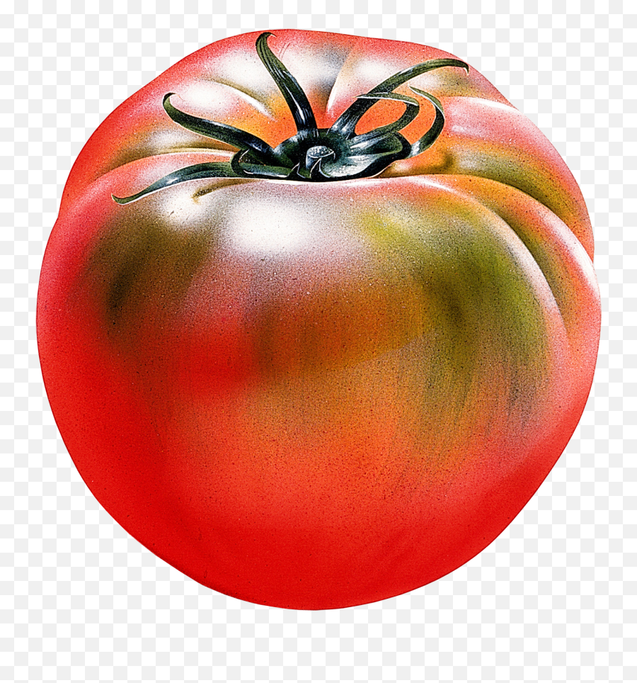 Red Tomatoes Png Image Tomato Clipart