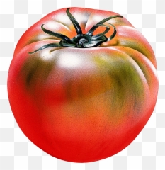 Red Tomatoes Png Image Tomato Clipart