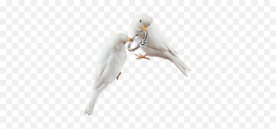 Download Wedding Rings - Typical Pigeons Full Size Png Birds,Pigeons Png