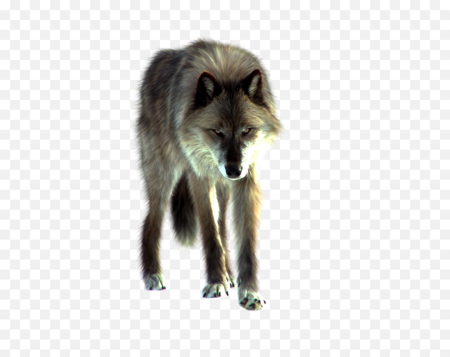 Wolf Png Transparent Stock Images Free - Wolf Front View Png,Howling Wolf Png