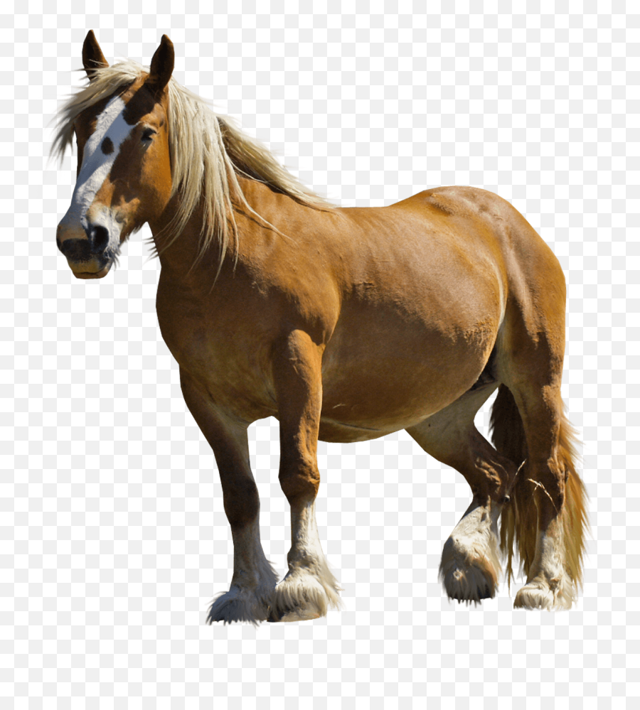 Download Brown Fat Horse Png Image For Free - Horse Png,Fat Png