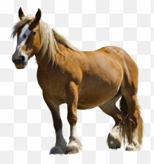 Download Brown Fat Horse Png Image For Free - Horse Png,Fat Png