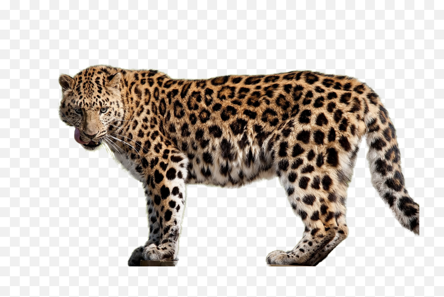 Jaguar Png Images Download