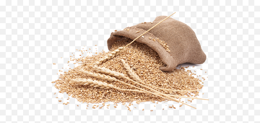 Organic Wheat - Wheat Images Hd Png,Flour Png