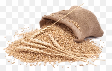 Organic Wheat - Wheat Images Hd Png,Flour Png