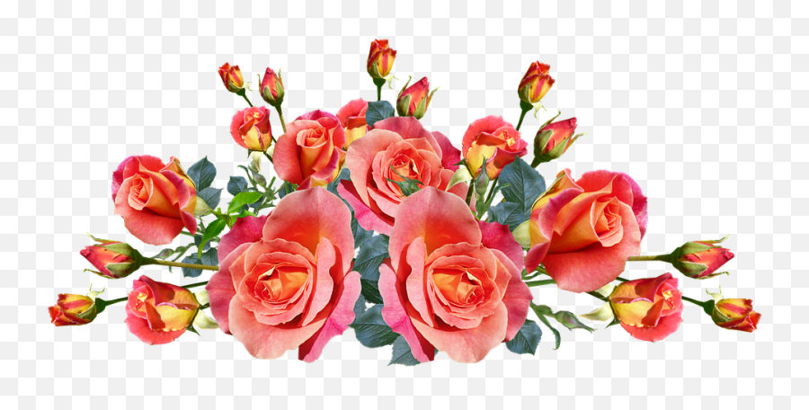 Roses Flowers Fragrnt - Garden Roses Png,Flores Png
