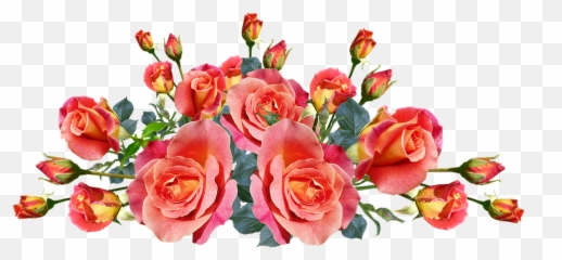 Roses Flowers Fragrnt - Garden Roses Png,Flores Png