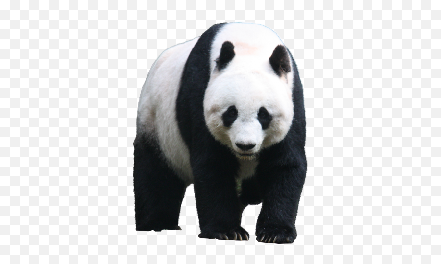 Panda Png Picture Web Icons - Giant Panda Png,Fur Png