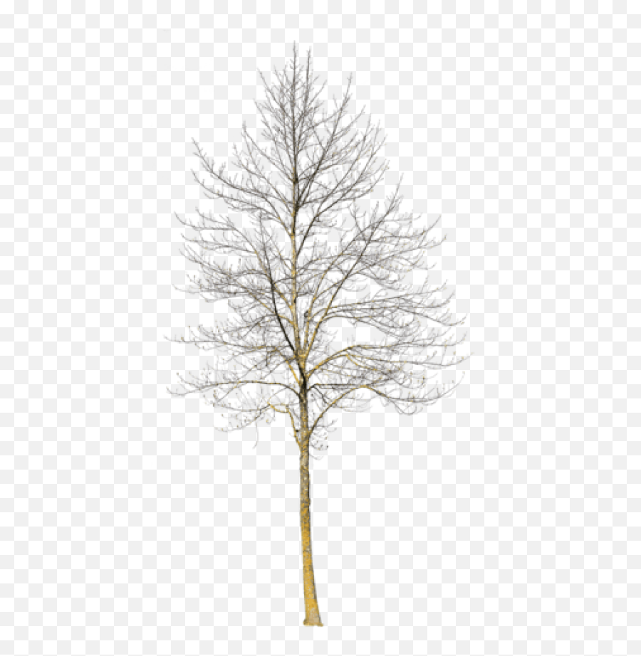 Deciduous Tree Winter Iii - Winter Snow Tree Png,Winter Tree Png