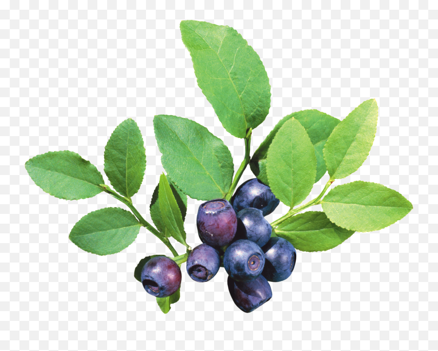 Blueberries Png - Blueberry Bush Png,Blueberries Png