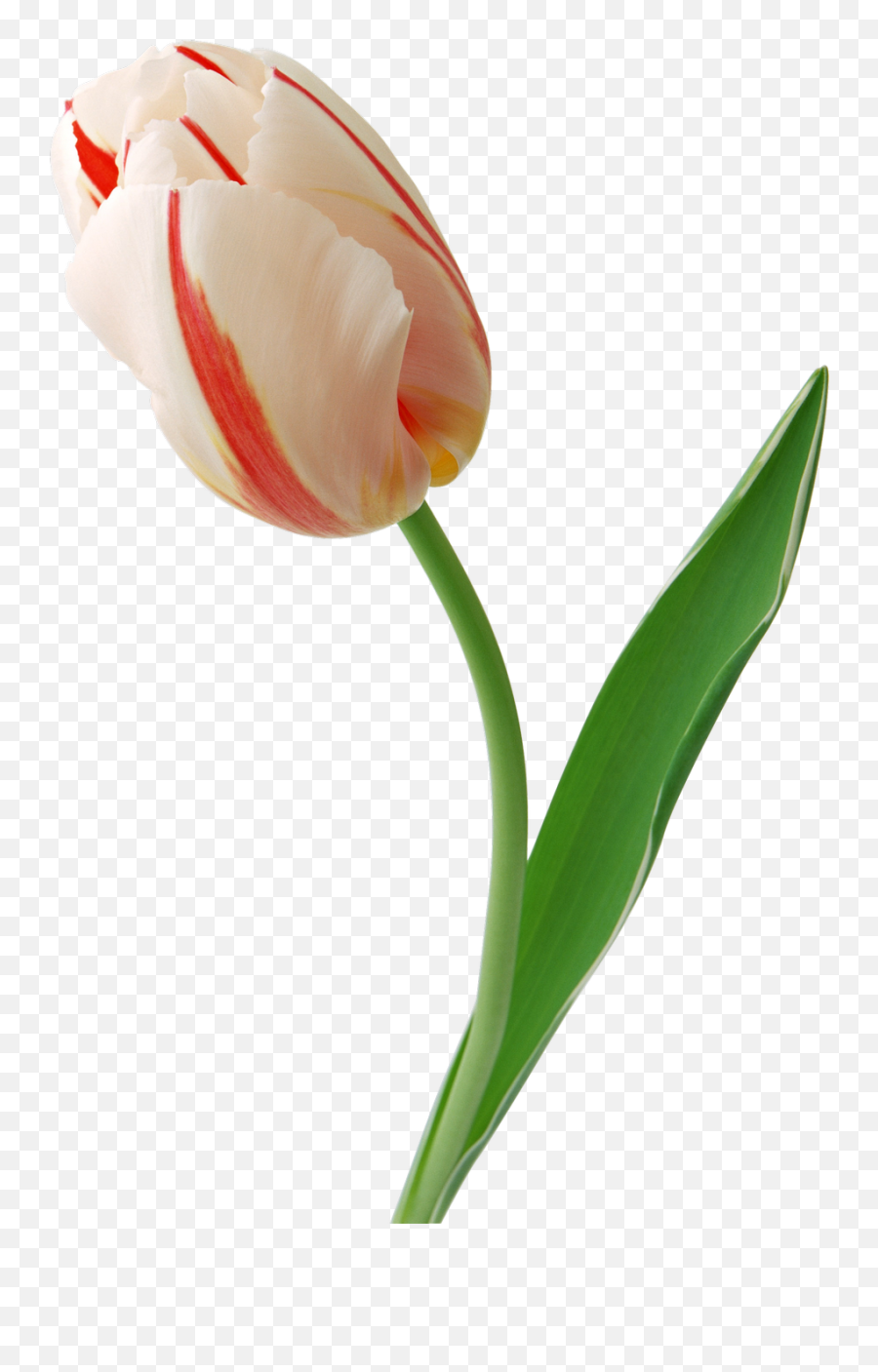 Tulips Png - Tulipan Png,Tulip Png