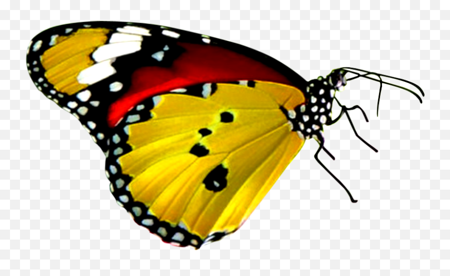 Download Free Png Yellow Butterfly - Red Yellow And Black Butterfly,Yellow Butterfly Png