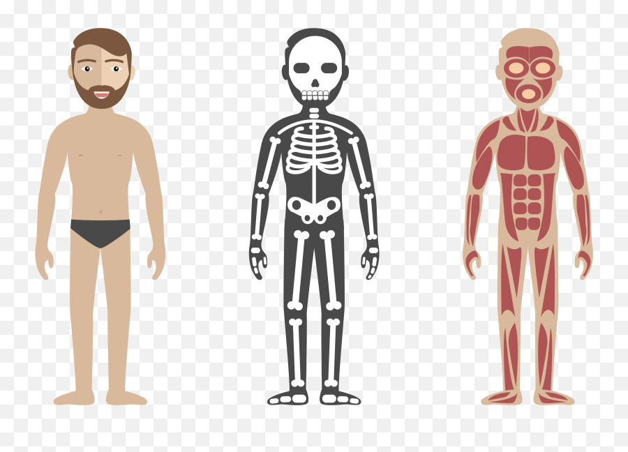 Human Body Circulatory System Anatomy - Html Css Javascript Skeleton Png,Human Body Png