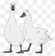 Goose Bw 06 - Goose Drawing Png,Goose Png