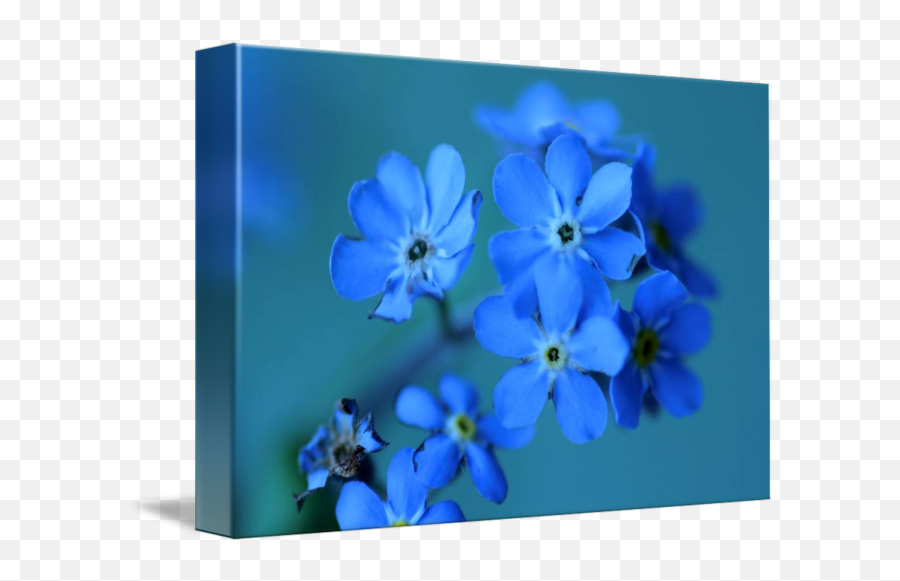 Forget Me Not By Michi Rosas - Verbena Png,Forget Me Not Png
