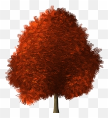 Red Wig Png - Maple Tree Transparent Background 4795474