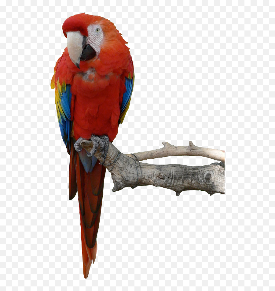 Png Parrot Transparent - Transparent Parrot Png,Parrot Transparent