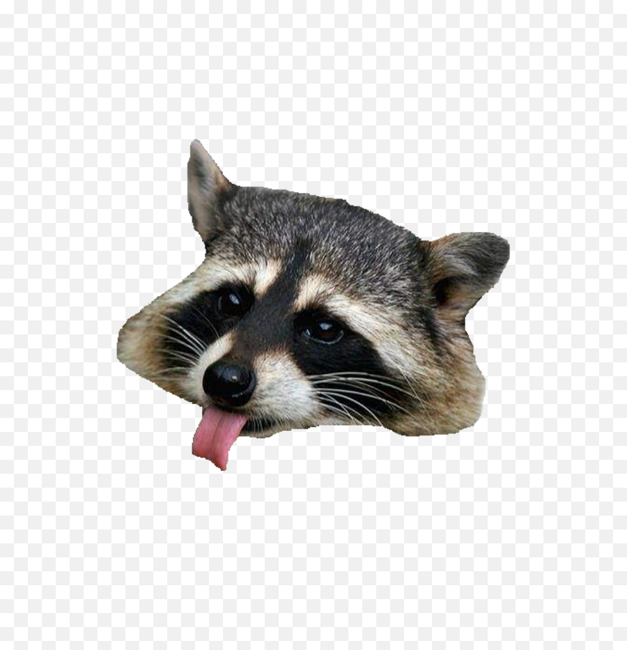 Raccoon No Background - Raccoon Png,Raccoon Transparent Background