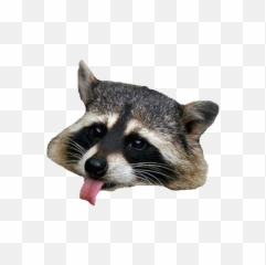 Raccoon No Background - Png