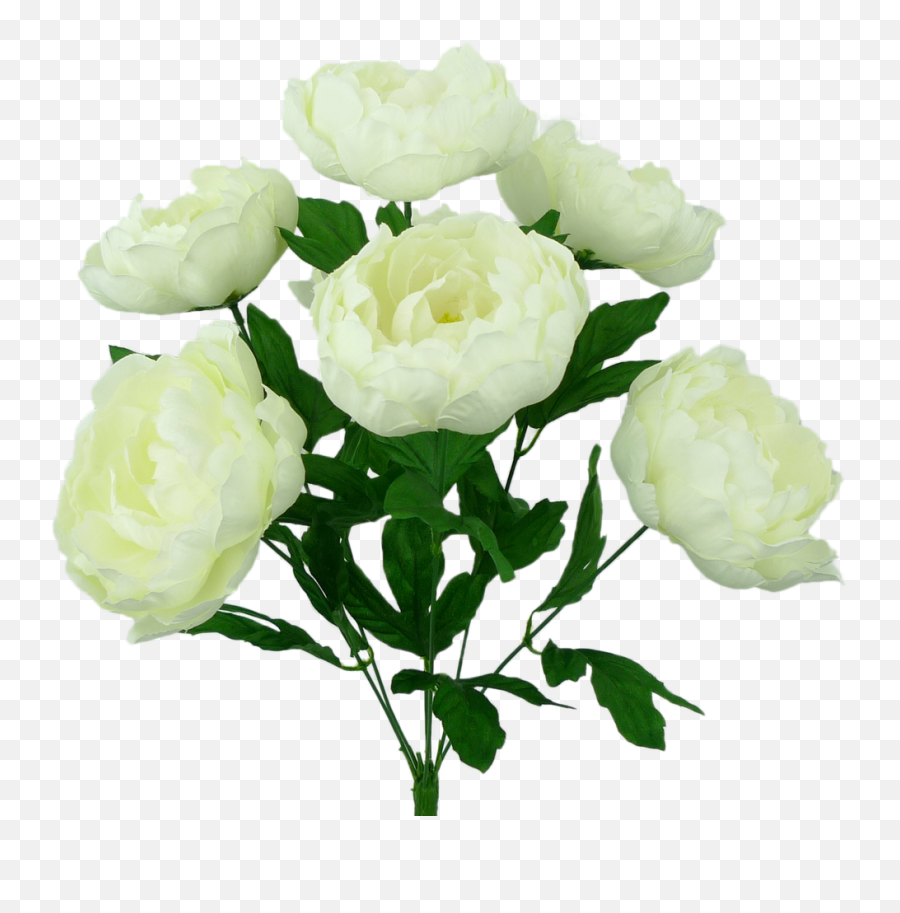 20 Peony Bush Cream 7 - Garden Roses Png,Peony Transparent